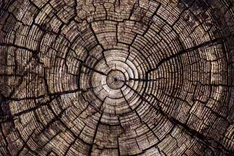 Tree trunk closeup